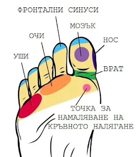 Рефлексология: Точките на ходилата като ключ към здравето и облекчението на болките 11 зона 1 точки на ходилата